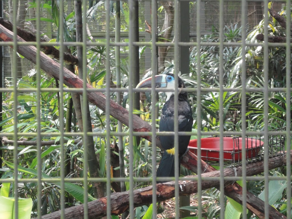 真正熱帶的鳥。這種大嘴鳥在 Bird Park裡大概有一百隻