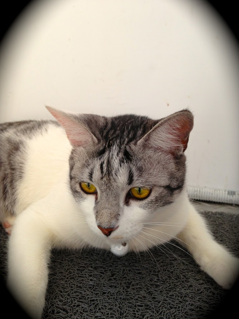 第二次婚禮「安和65」可愛的喵（這根本與內文無關！）