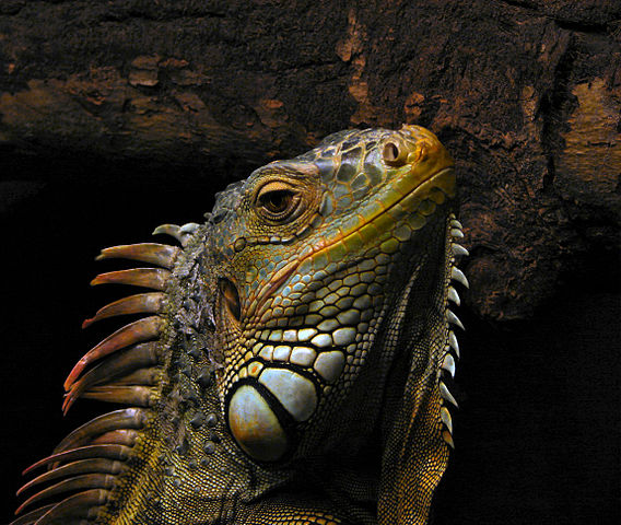 568px-Portrait_of_an_Iguana
