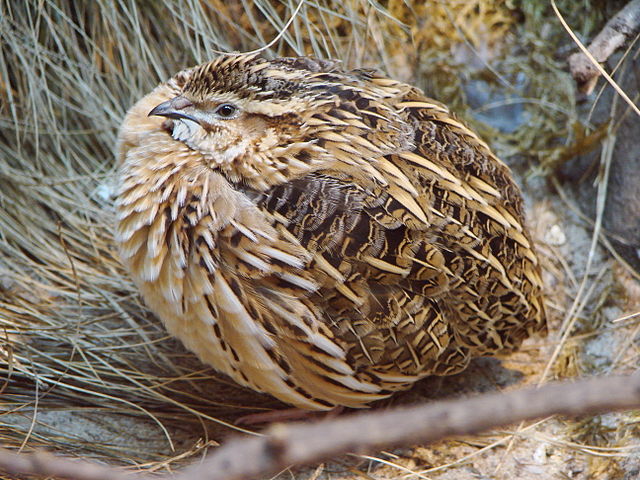 640px-Coturnix_coturnix_(Warsaw_zoo)-1.JPG