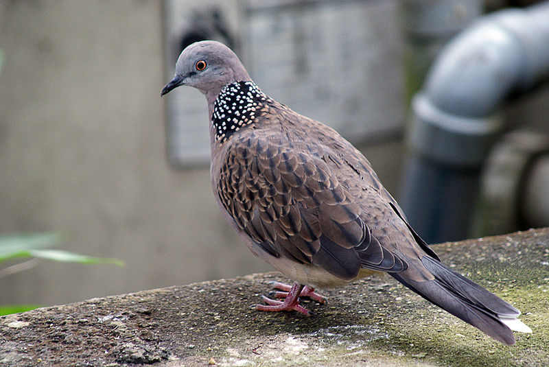800px-Streptopelia_chinensis_-Kuala_Lumpur_Bird_Park-8a.jpg