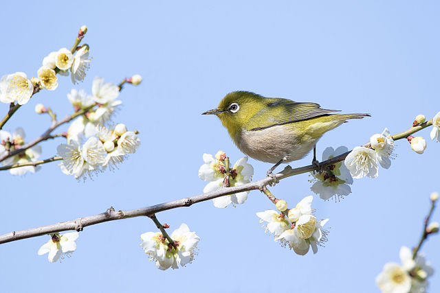 Japanese_white-eye_in_Sakai,_Osaka,_February_2016.jpg